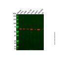 Recombinant SAM68 Antibody