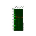 Recombinant SAMHD1 Antibody