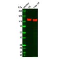 Recombinant SAP97 Antibody