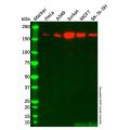 Recombinant SARA Antibody