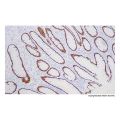 Recombinant SATB2 Antibody