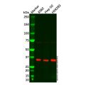 Scramblase 1 Antibody