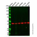 SCRN1 Antibody