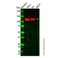 Recombinant SEC24D Antibody