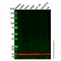 Recombinant Phospholipase A2 Antibody