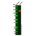 Recombinant Semaphorin 4D/CD100 Antibody