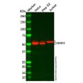 Recombinant SENP2 Antibody