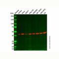 Recombinant Septin 2 Antibody