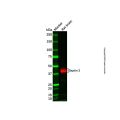 Septin 3 Antibody