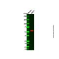 Recombinant SESN2/Sestrin-2 Antibody