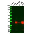 Recombinant SFRP1 Antibody
