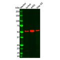 SGK1 Antibody