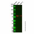 SH3KBP1 Antibody