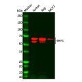 Recombinant SHP1 Antibody