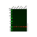 Sigma1-receptor Antibody
