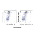 SIRP alpha/CD172a Rat mAb