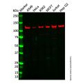 Recombinant SIRT1 Antibody
