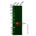 Six3 Antibody