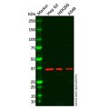 SLC10A1/NTCP1 Antibody