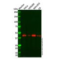 SLC14A1/UTE Antibody