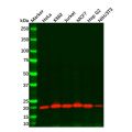 Recombinant Smac/Diablo Antibody