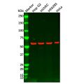 Recombinant Smad1 Antibody