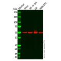 SMAD5 Mouse mAb