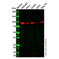 SmarcAL1 Antibody