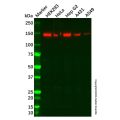 SMC2 Antibody