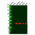 SMN/Gemin 1 Antibody
