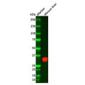 SMP30 Antibody