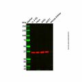Sorbitol Dehydrogenase Antibody