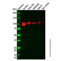 Recombinant Sortilin/NT3 Antibody