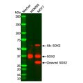 Recombinant SOX2 Antibody