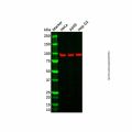 SOX5 Antibody