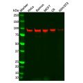 Recombinant SP1 Antibody