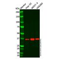 Sprouty 1/Spry-1 Antibody