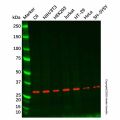 Spry-2 Antibody