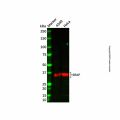 SRAP Antibody