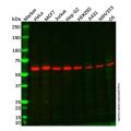 Recombinant Src Antibody