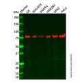 Recombinant SRP72 Antibody
