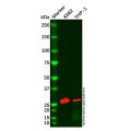 StAR Antibody