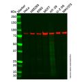 Recombinant STAT1 Antibody