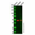 STEAP2 Antibody