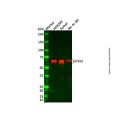 Recombinant STK33 Antibody