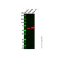 Recombinant Sulfite oxidase Antibody