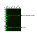 Sumo 1 Antibody