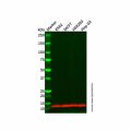 SUPT4H Antibody