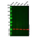 SYBL1/VAMP-7 Antibody