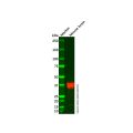 Synaptophysin Antibody
